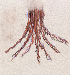 drawing of roots